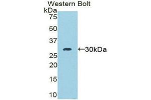 Western Blotting (WB) image for anti-Moesin (MSN) (AA 353-577) antibody (ABIN1859887)