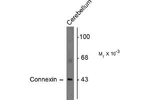 Western blots of rat cerebellar lysate showing specific immunolabeling of the ~43k connexin43 protein. (Connexin 43/GJA1 Antikörper  (C-Term))