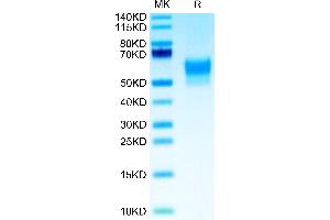 Biotinylated Human SIRP Beta 1 Isoform 3 on Tris-Bis PAGE under reduced condition. (SIRPB1 Protein (AA 30-371, Isoform 3) (His-Avi Tag,Biotin))