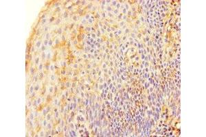 Immunohistochemistry of paraffin-embedded human tonsil tissue using ABIN7171733 at dilution of 1:100 (TRF2 Antikörper  (AA 78-238))