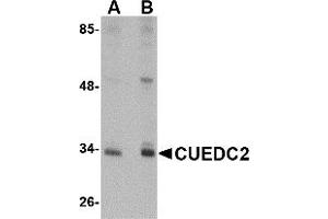 Western Blotting (WB) image for anti-CUE Domain Containing 2 (CUEDC2) (C-Term) antibody (ABIN1030352) (CUEDC2 Antikörper  (C-Term))
