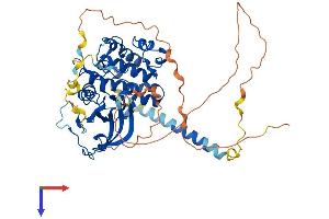 PKMYT1 Protein (AA 1-499) (His tag)