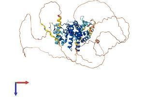 NR1D1 Protein (AA 1-615) (His tag)