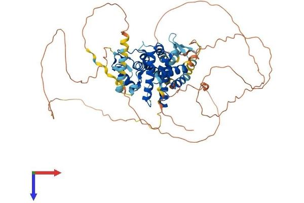 NR1D1 Protein (AA 1-615) (His tag)