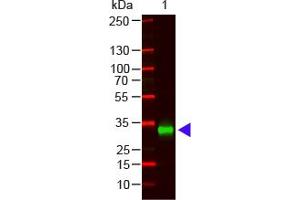 Image no. 1 for Goat anti-Human IgG (Fc Region) antibody (ABIN1102394) (Ziege anti-Human IgG (Fc Region) Antikörper)