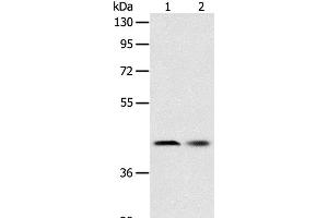 Western Blot analysis of Human fetal liver tissue and Hela cell using SERPINA5 Polyclonal Antibody at dilution of 1:700 (SERPINA5 Antikörper)