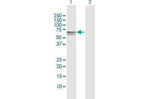 Western Blot analysis of DOK1 expression in transfected 293T cell line by DOK1 MaxPab polyclonal antibody. (DOK1 Antikörper  (AA 1-481))