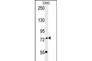 FBXO34 Antibody (C-term) (ABIN651879 and ABIN2840436) western blot analysis in CHO cell line lysates (35 μg/lane). (FBXO34 Antikörper  (C-Term))