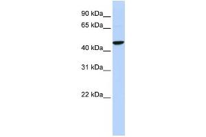 Western Blotting (WB) image for anti-gamma-aminobutyric Acid (GABA) Receptor, rho 2 (GABRR2) antibody (ABIN2458129) (GABRR2 Antikörper)