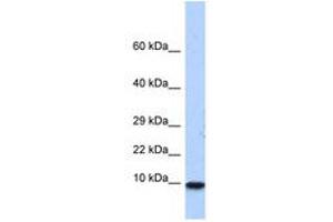 Image no. 1 for anti-Pterin-4 alpha-Carbinolamine Dehydratase/dimerization Cofactor of Hepatocyte Nuclear Factor 1 alpha (PCBD1) (N-Term) antibody (ABIN6740525) (PCBD1 Antikörper  (N-Term))
