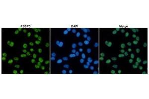 Immunofluorescent analysis of Hela cells fixed with 4 % Paraformaldehyde and using anti-RBBP5 mouse mAb (dilution 1:100). (RBBP5 Antikörper)