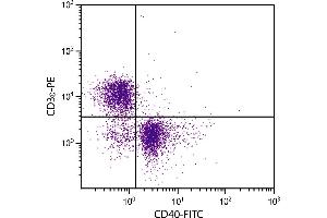 BALB/c mouse splenocytes were stained with Rat Anti-Mouse CD40-FITC. (CD40 Antikörper  (FITC))