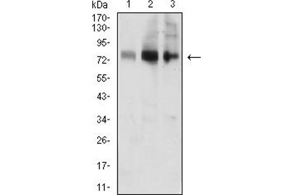 ACSS1 anticorps  (AA 548-689)