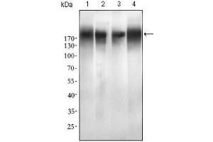 Western blot analysis using EGFR mutant mouse mAb against SPC-A-1 (1), A549 (2), HepG2 (3) and MCF-7 (4) cell lysate. (EGFR Mutant (AA 693-893) Antikörper)