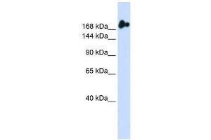 NUP98 antibody used at 0. (NUP98 Antikörper  (N-Term))