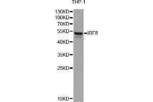 Western blot analysis of extracts of THP-1 cells, using IRF8 antibody (ABIN6290501) at 1:1000 dilution. (IRF8 Antikörper)