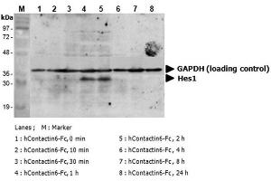 Induction of Hes-1 with the treatment of hContactin-6-Fc.