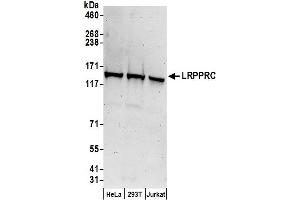Western Blotting (WB) image for anti-Leucine-Rich PPR-Motif Containing (LRPPRC) (AA 1344-1394) antibody (ABIN7455051)