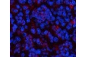 Immunofluorescence analysis of Mouse spleen tissue using CBX3 Monoclonal Antibody at dilution of 1:200. (CBX3 Antikörper)