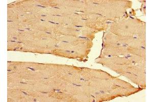 Immunohistochemistry of paraffin-embedded human skeletal muscle tissue using ABIN7167899 at dilution of 1:100