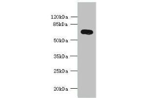 Western blot All lanes: KCNS2 antibody at 4 μg/mL + Mouse eye tissue Secondary Goat polyclonal to rabbit IgG at 1/10000 dilution Predicted band size: 54 kDa Observed band size: 54 kDa