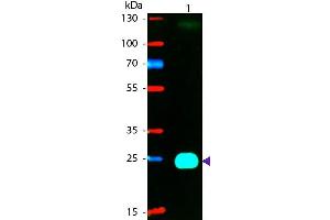 Western blot of Phycoerythrin conjugated Goat F(ab’)2 Anti-Mouse IgG F(ab’)2 Pre-Adsorbed secondary antibody. (Ziege anti-Maus IgG (F(ab')2 Region) Antikörper (PE) - Preadsorbed)