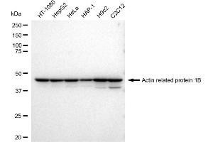 anti-ARP1 Actin-Related Protein 1 Homolog B, Centractin beta (ACTR1B) antibody