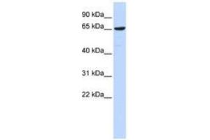 Image no. 1 for anti-Early B-Cell Factor 4 (EBF4) (AA 107-156) antibody (ABIN6740319)