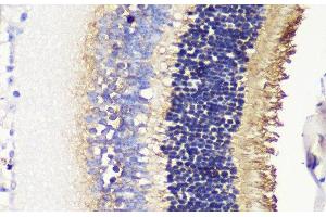Immunohistochemistry of paraffin-embedded Mouse retina using PDC Polyclonal Antibody at dilution of 1:200 (40x lens). (Phosducin Antikörper)