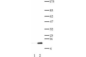 Histone H4 acetyl Lys12 antibody tested by Western blot.