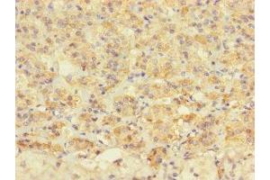 Immunohistochemistry of paraffin-embedded human adrenal gland tissue using ABIN7172677 at dilution of 1:100 (TAF13 Antikörper  (AA 1-124))