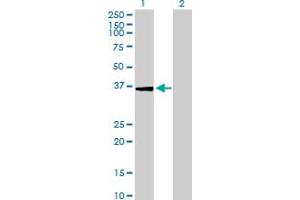 Western Blot analysis of USP24 expression in transfected 293T cell line by USP24 MaxPab polyclonal antibody. (USP24 Antikörper  (AA 1-309))