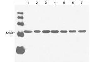 Lane 1: 20 µg Hela cell lysate Lane 2: 20 µg sp2/0 cell lysate Lane 3: 20 µg goat muscle lysate Lane 4: 20 µg rabbit muscle lysate Lane 5: 20 µg chicken muscle lysate Lane 6: 20 µg CHO cell lysate Lane 7: 20 µg fish muscle lysate Primary antibody: 1 µg/mL Anti-beta-actin Monoclonal Antibody (Mouse) (ABIN396859) Secondary antibody: Goat Anti-Mouse IgG (H&L) [HRP] Polyclonal Antibody (ABIN398387, 1: 20,000) (beta Actin Antikörper)
