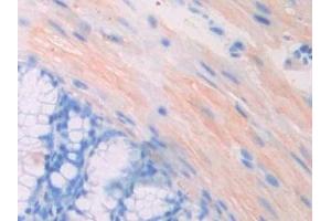 Detection of PGP in Mouse Colon Tissue using Polyclonal Antibody to Phosphoglycolate Phosphatase (PGP) (PGP Antikörper  (AA 81-321))