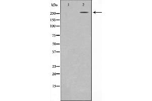 AKAP13 Antikörper  (Internal Region)