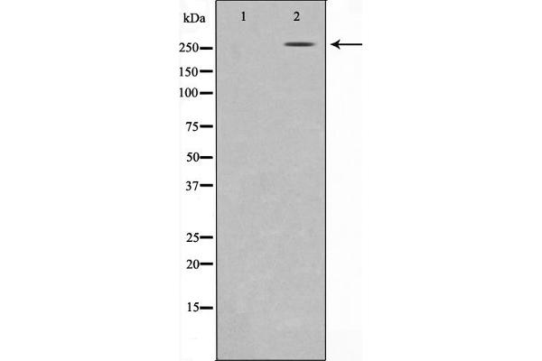 AKAP13 Antikörper  (Internal Region)