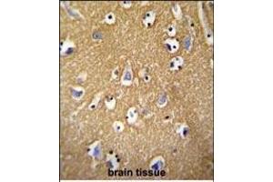 BCAN antibody (C-term) (ABIN652096 and ABIN2840547) immunohistochemistry analysis in formalin fixed and paraffin embedded human brain tissue followed by peroxidase conjugation of the secondary antibody and DAB staining. (BCAN Antikörper  (C-Term))
