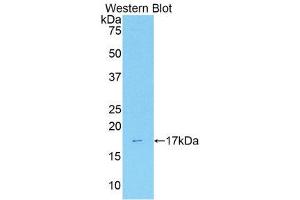 Western Blotting (WB) image for anti-Annexin A3 (ANXA3) (AA 184-318) antibody (ABIN1176347)
