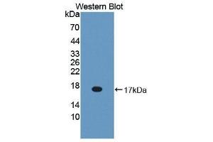 Western Blotting (WB) image for anti-Bactericidal/Permeability Increasing Protein (BPI) (AA 320-457) antibody (ABIN1866935)