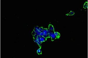 Immunofluorescent analysis of 293 cells using ABIN7153637 at dilution of 1:100 and Alexa Fluor 488-congugated AffiniPure Goat Anti-Rabbit IgG(H+L) (GJC1 Antikörper  (AA 247-396))