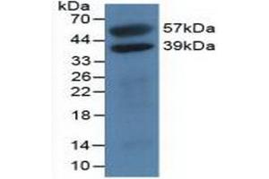 Western blot analysis of recombinant Human H2AFY. (H2AFY Antikörper  (AA 109-369))