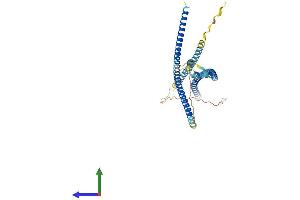 Protein Structure (PS) image for Leucine Rich Repeat (In FLII) Interacting Protein 2 (LRRFIP2) (AA 1-415) protein (His tag) (ABIN7560040)