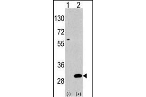 Western blot analysis of UBTD1(arrow) using rabbit polyclonal UBTD1 Antibody (C-term ) polyclonal antibody (ABIN387937 and ABIN2844471). (UBTD1 Antikörper  (C-Term))