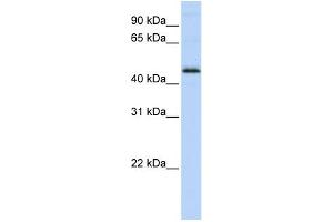 WB Suggested Anti-DEK Antibody Titration:  0. (DEK Antikörper  (Middle Region))