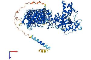 NDST1 Protein (AA 1-882) (His tag)