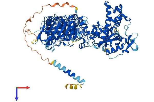 NDST1 Protein (AA 1-882) (His tag)