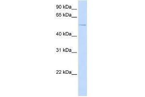 ACVR1 antibody used at 1 ug/ml to detect target protein. (ACVR1 Antikörper  (N-Term))