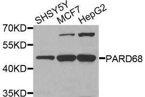 Western blot analysis of extracts of various cells, using PARD6B antibody. (PARD6B Antikörper)