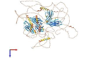 Myopalladin Protein (MYPN) (AA 1-1315) (His tag)