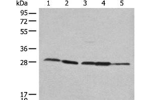 Western blot analysis of 293T Hela 231 HEPG2 and A431 cell lysates using RPL14 Polyclonal Antibody at dilution of 1:800 (RPL14 Antikörper)